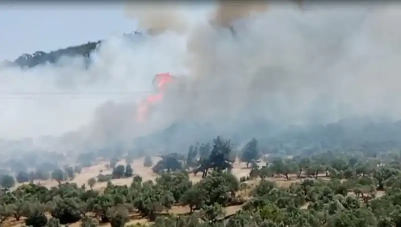 İzmir'de Orman Yangını Patlak Verdi: Ekipler Seferber Oldu
