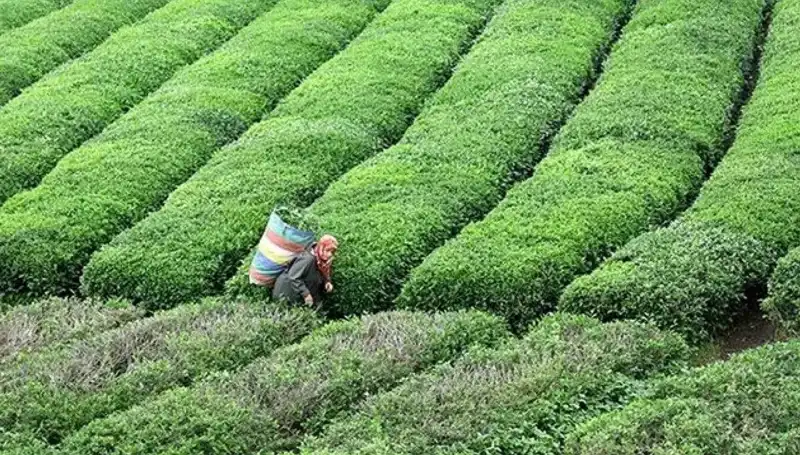 ÇAYKUR’dan Bayramda Devam Eden Yaş Çay Alımına Büyük İlgi