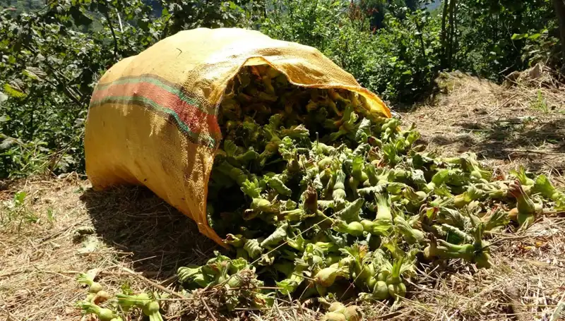 Giresun'da Fındık Hasadı Başladı: Üreticiler Umutlu ve heyecanlı