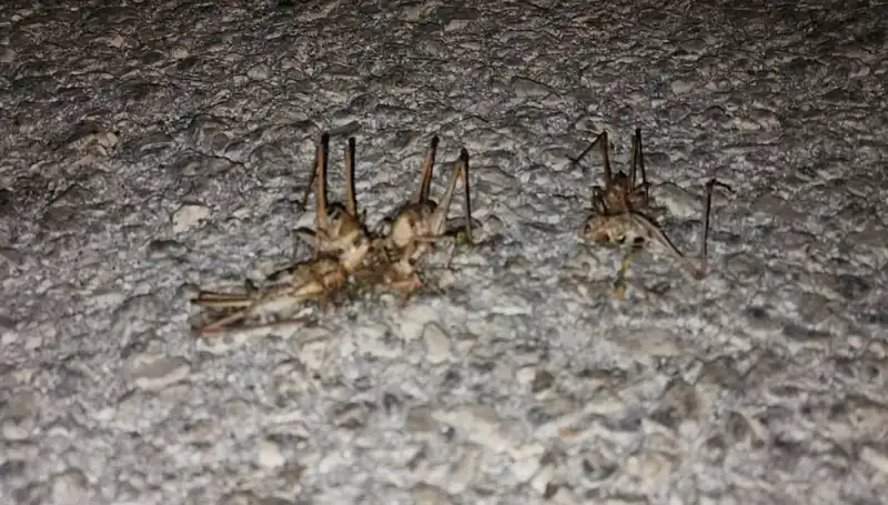Yüzlerce Çekirge Yolu İstila Etti: Korkutan Görüntüler Ortaya Çıktı
