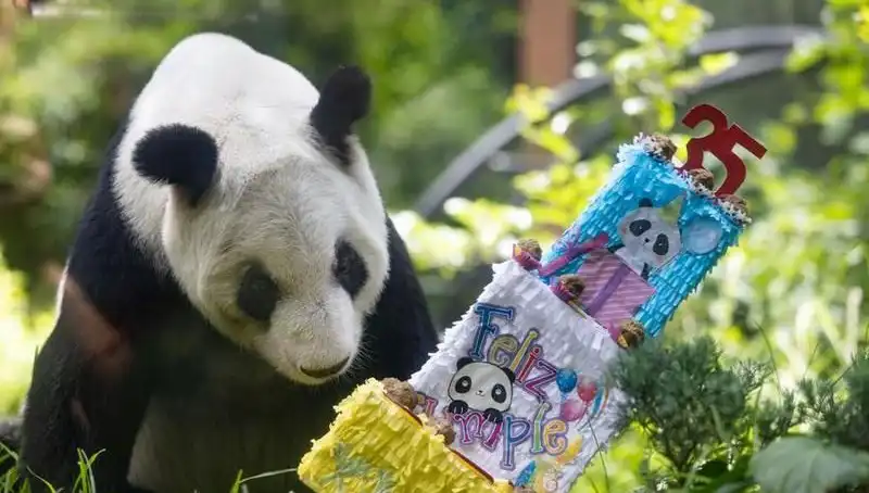 Dev Panda Xin Xin, Duygusal 35'inci Yaşını Kutluyor!