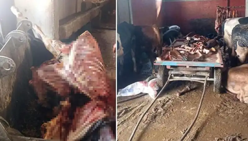 Adana’da Şok Olay: 2,5 Ton At Eti Ele Geçirildi ve 4 At Kurtarıldı!
