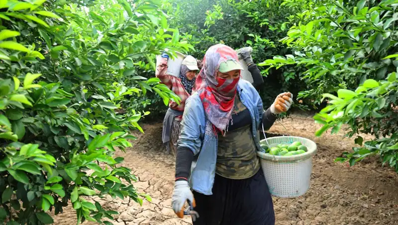 Marketlerde Patates Fiyatları Yükselmeye Devam Ederken Hasat Başladı!
