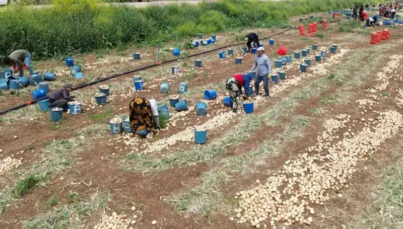 Soğan Hasadı Başladı: Pazar Fiyatları Rekor Düşüş Yaşadı!