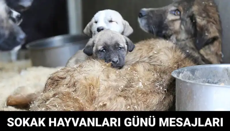 Dünya Sokak Hayvanları Günü Nedir? Ne Zaman Kutlanır?