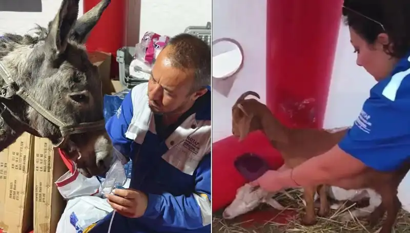 Yangında Zor Anlar Geçiren Eşeğe Oksijen Maskesi ile Destek
