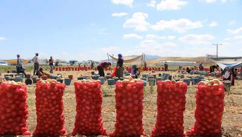 Amasya Elması, Avrupa ve Rusya'nın Çiçek Fırtınası Olmaya Hazır
