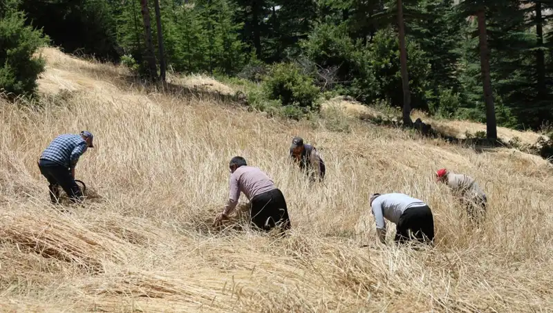 Geleneksel Hasat Zamanı: Ellik ve Orakla Tarla Bereketi