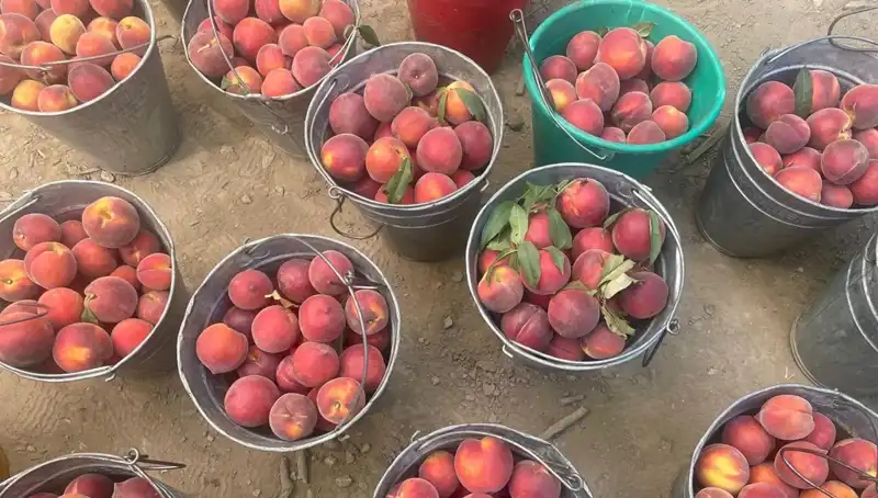 Tarım Sezonu Açık, Çiftçiler Hasatla Yüzde Yüz Memnuniyet Yaşıyor