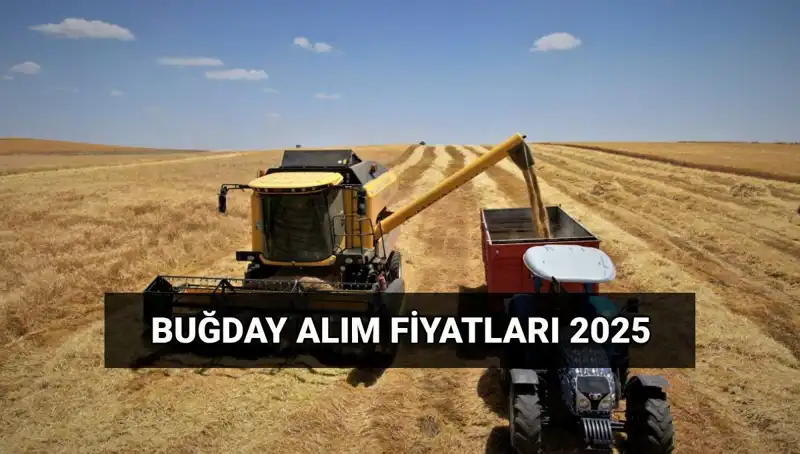TMO Buğday Alım Fiyatları ve Ödeme Tarihleri Hakkında Bilmeniz Gerekenler