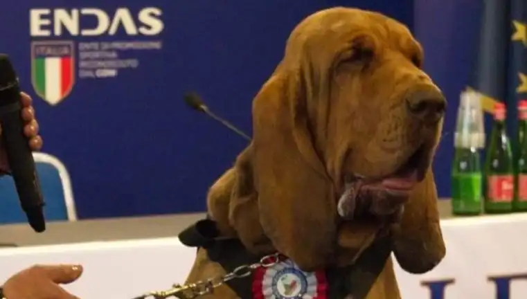 Arama Köpeğine Suikast: Çivili Sosisle Yapılan Saygısız Saldırı