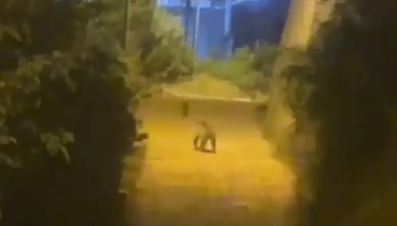 Gümüşhane'de Şehir Merkezinde Ayı Gözlemi, Halkı Tedirgin Etti!