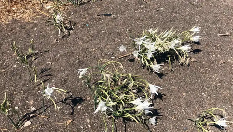 Koparma Cezası: Gerçekten Tehlikeli mi, Yoksa Cezbetmenin Yolu mu?