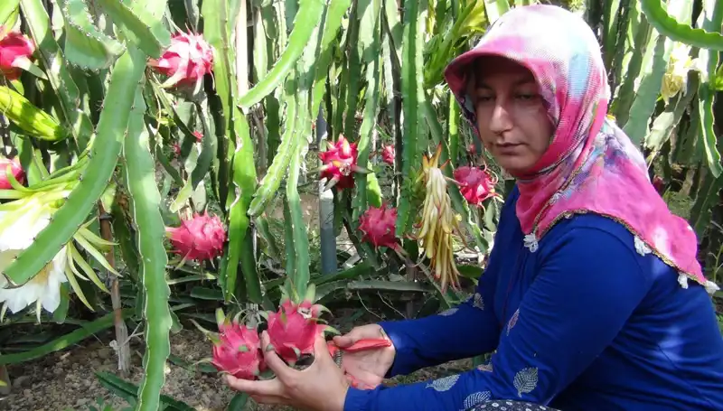 Emekli Oldu, Kilosu 200 TL'ye Pitaya Üretimine Geçti!